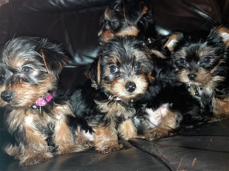 Prachtige puppy's van Yorkshire Terrier - 0