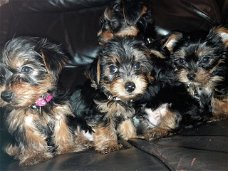 Prachtige puppy's van Yorkshire Terrier