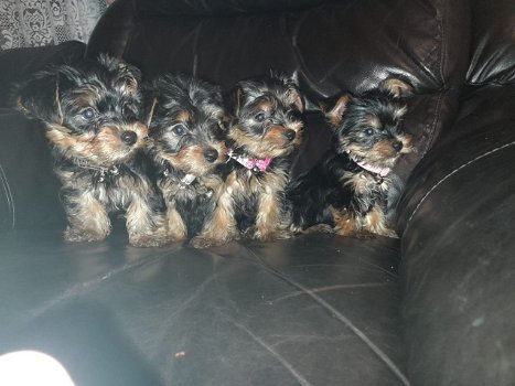 Prachtige puppy's van Yorkshire Terrier - 1