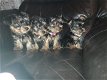 Prachtige puppy's van Yorkshire Terrier - 1 - Thumbnail