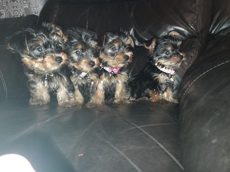 Prachtige puppy's van Yorkshire Terrier - 2