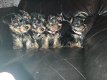 Prachtige puppy's van Yorkshire Terrier - 2 - Thumbnail