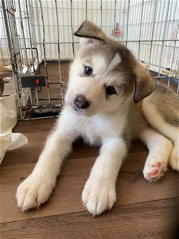 Alaska Malamute-pups - 0