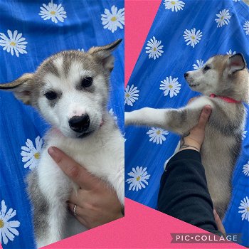 Alaska Malamute-pups - 1