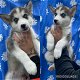 Alaska Malamute-pups - 2 - Thumbnail