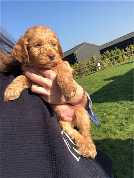 Cockapoo-puppy's - 0