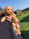 Cockapoo-puppy's - 0 - Thumbnail