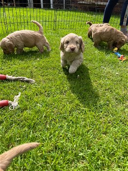 Cockapoo-puppy's - 2