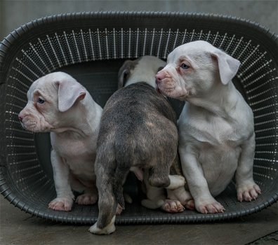 Amerikaanse Bulldog-puppy's - 2