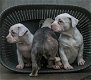 Amerikaanse Bulldog-puppy's - 2 - Thumbnail