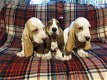 Basset hound-puppy's - 0 - Thumbnail