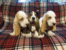 Basset hound-puppy's