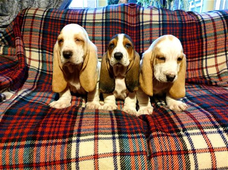 Basset hound-puppy's - 1