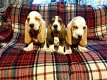 Basset hound-puppy's - 1 - Thumbnail
