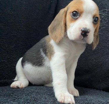Bloodline Champion Beagle Puppies - 0