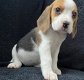 Bloodline Champion Beagle Puppies - 0 - Thumbnail