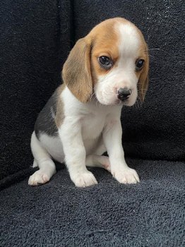 Bloodline Champion Beagle Puppies - 1