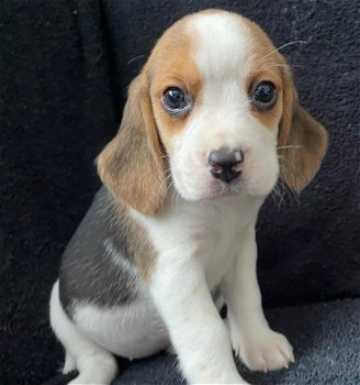 Bloodline Champion Beagle Puppies - 2
