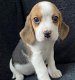 Bloodline Champion Beagle Puppies - 2 - Thumbnail