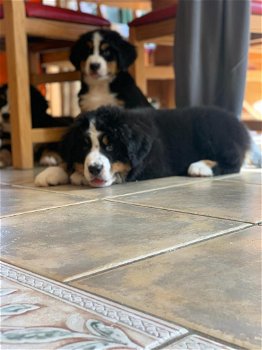 Prachtige Berner Bergpuppy's - 0