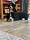 Prachtige Berner Bergpuppy's - 0 - Thumbnail