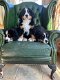 Prachtige Berner Bergpuppy's - 1 - Thumbnail