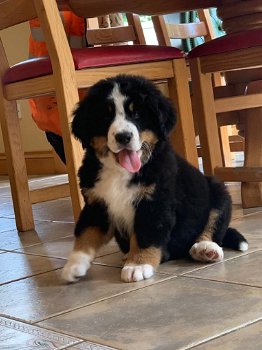 Prachtige Berner Bergpuppy's - 2