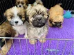 Prachtige Lhasa Apso-puppy's - 0 - Thumbnail
