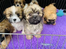 Prachtige Lhasa Apso-puppy's