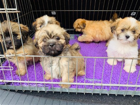 Prachtige Lhasa Apso-puppy's - 1