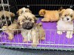 Prachtige Lhasa Apso-puppy's - 1 - Thumbnail