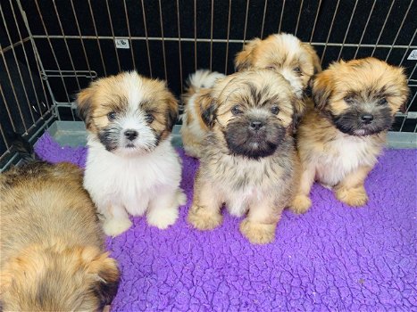 Prachtige Lhasa Apso-puppy's - 2