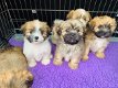 Prachtige Lhasa Apso-puppy's - 2 - Thumbnail