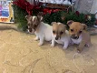 Jack Russell-puppy's te koop - 0 - Thumbnail