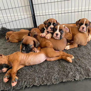 Mooie KC-geregistreerde boxerpuppy's te koop. Whatsapp +31622518490 - 1