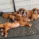 Mooie KC-geregistreerde boxerpuppy's te koop. Whatsapp +31622518490 - 1 - Thumbnail