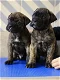 Prachtige Kc Bullmastiff-puppy's - 0 - Thumbnail