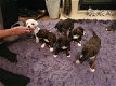 Prachtige Staffordshire Bull Terrier-puppy's - 0 - Thumbnail