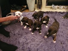 Prachtige Staffordshire Bull Terrier-puppy's