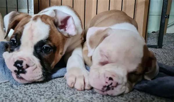 Alapha Blue Bulldogs-puppy's Klaar - 0