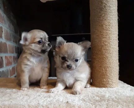 Prachtige Chihuahua-puppy's - 0