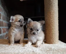 Prachtige Chihuahua-puppy's