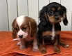 prachtige Cavalier King Charles Spaniel-puppy's. - 0 - Thumbnail