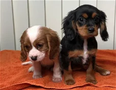 prachtige Cavalier King Charles Spaniel-puppy's.