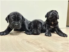 Cane Corso-puppy's