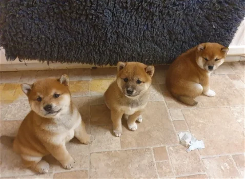 Shiba Inu-puppy's - 0