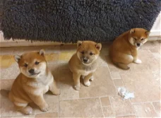 Shiba Inu-puppy's