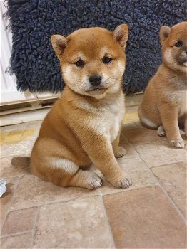 Shiba Inu-puppy's - 1