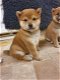 Shiba Inu-puppy's - 1 - Thumbnail
