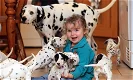 Kwaliteit Dalmatische puppy's - 0 - Thumbnail